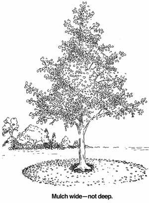mulch_wide_not_deep
